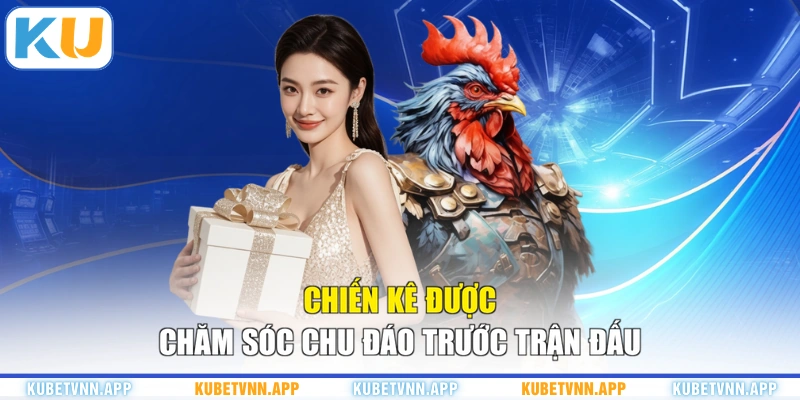 Chiến kê được chăm sóc chu đáo trước trận đấu