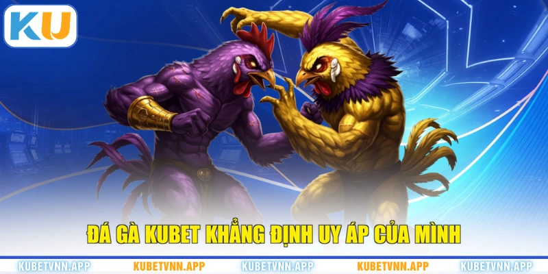 Đá gà KUBET khẳng định uy áp của mình