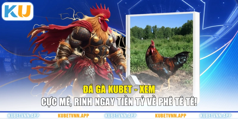 Đá Gà Kubet - Xem Cực Mê, Rinh Ngay Tiền Tỷ Về Phê Tê Tê!