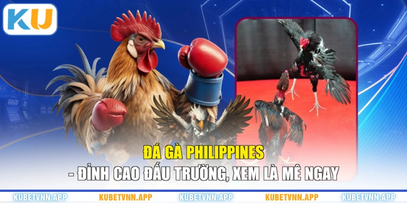 Đá Gà Philippines - Đỉnh Cao Đấu Trường, Xem Là Mê Ngay