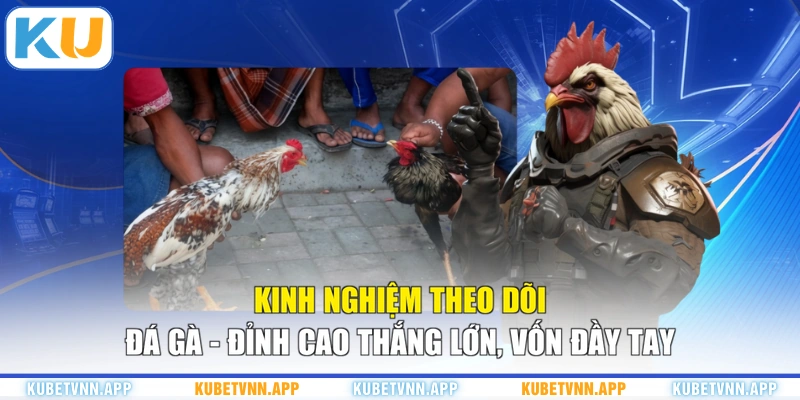 Kinh Nghiệm Theo Dõi Đá Gà - Đỉnh Cao Thắng Lớn, Vốn Đầy Tay