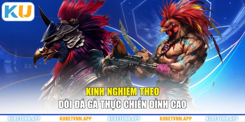 Kinh nghiệm theo dõi đá gà thực chiến đỉnh cao