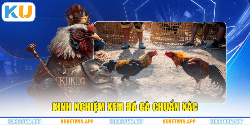 Kinh nghiệm xem đá gà chuẩn xác
