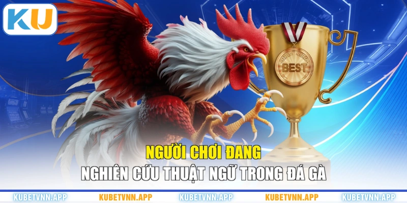 Người chơi đang nghiên cứu thuật ngữ trong đá gà