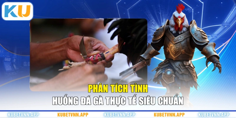 Phân tích tình huống đá gà thực tế siêu chuẩn