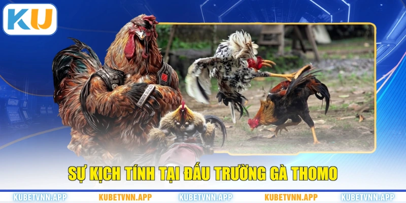 Sự kịch tính tại đấu trường gà Thomo