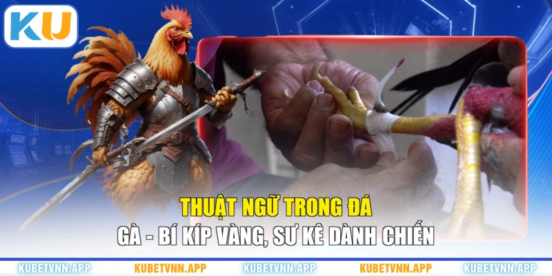 Thuật Ngữ Trong Đá Gà - Bí Kíp Vàng, Sư Kê Dành Chiến